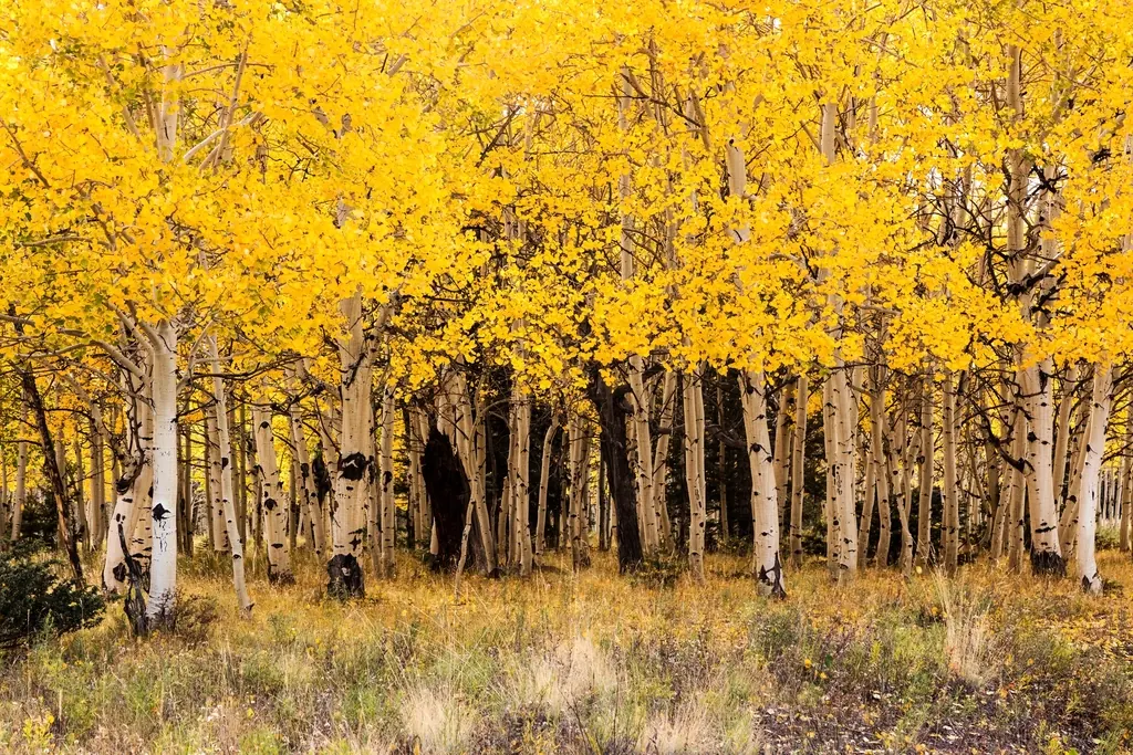 Colorado