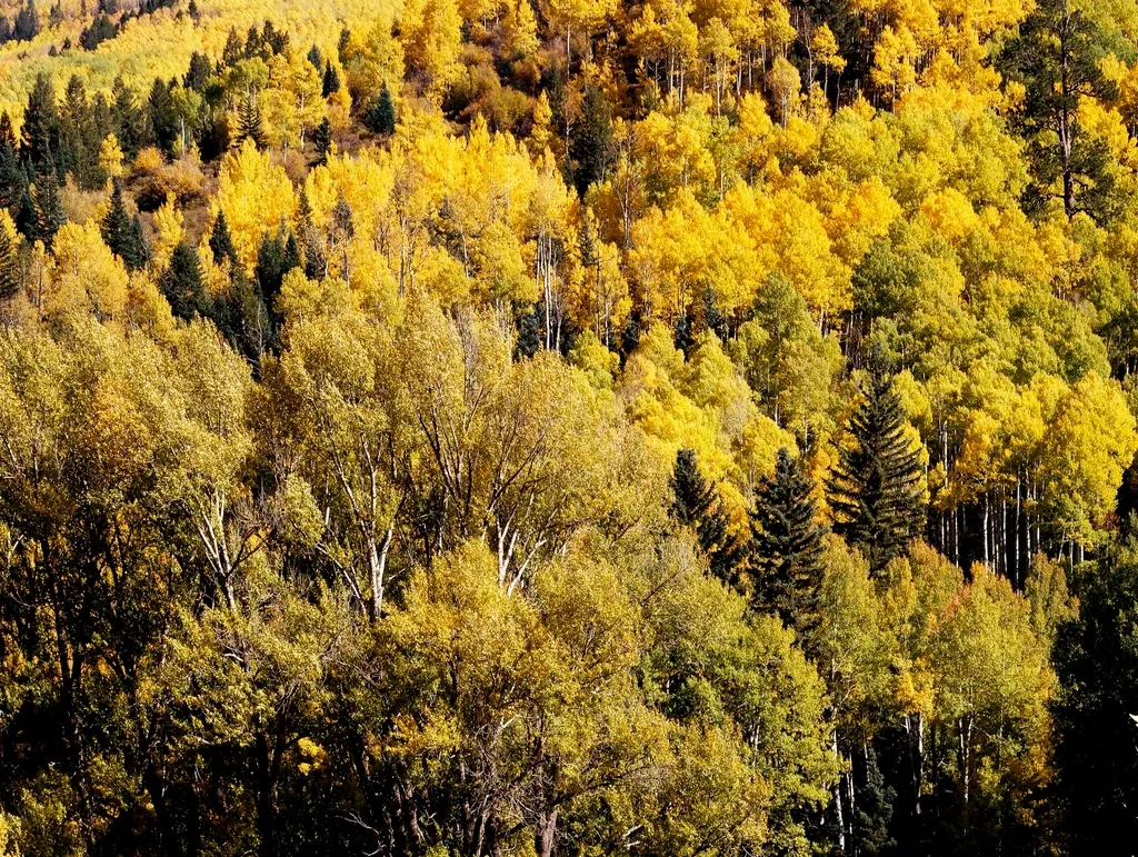 Illustrative mountain home among pine trees, not the reviewer's home